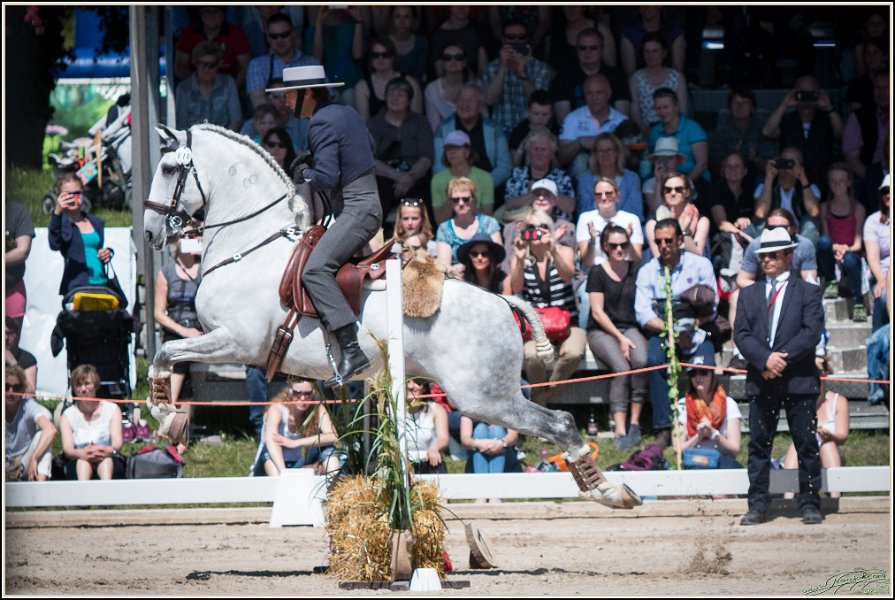 Pferd International 102